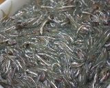 春の風物詩、いかなごのくぎ煮作り方1写真