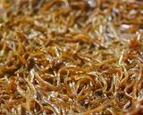 春の風物詩、いかなごのくぎ煮作り方8写真