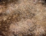 じゅわ☆カリカリ豚こま～香味ソースがけ作り方4写真