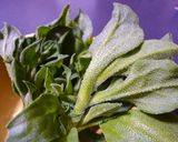 アイスプラントの梅とろろ納豆がけ作り方1写真