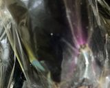 簡単　なすアラビアータパスタ作り方2写真