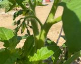 ボルゲーゼ🍅の自家製セミドライトマト作り方15写真