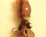 ***ほたるいか★ポン酢生姜***作り方1写真