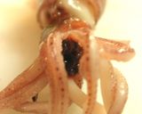 ***ほたるいか★ポン酢生姜***作り方3写真