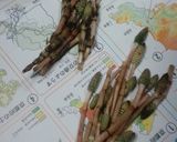 簡単　春♪　つくし作り方1写真