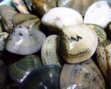 平貝ガーリックソテー作り方1写真