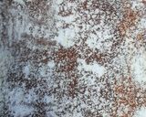 ピンクがかわいい♪イチゴガトーショコラ作り方12写真