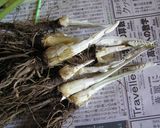 若ごぼうの 葉の ふき味噌風作り方2写真