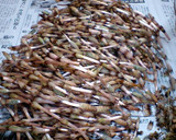 ＝＝今が旬♪つくしの卵とじ＝＝作り方1写真