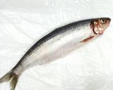 春告魚♬ニシンの下処理♬尾頭付き➕️寄生虫作り方22写真