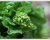 ★菜の花のスパゲッティ♪作り方1写真