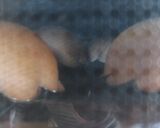 桃のクリームチーズパン♪作り方13写真