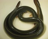 どんぐり料理　江戸川の天然ウナギソテー　作り方7写真