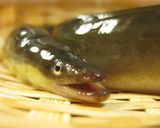 どんぐり料理ウナギ丸ごとうまき（鰻巻き）作り方1写真