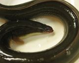 旧江戸川の天然ウナギのかば焼き作り方1写真