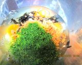 鮭フレークとひじきと青海苔の卵焼き作り方1写真