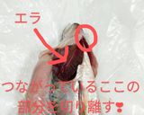 春告魚♬ニシンの下処理♬尾頭付き➕️寄生虫作り方13写真