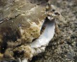 牡蠣のアンティパスト ニンニクバター風味作り方3写真