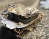 牡蠣のアンティパスト ニンニクバター風味作り方4写真