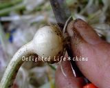 山菜・のびるのぬた☆辛子酢味噌和え作り方1写真