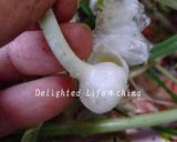 山菜・のびるのぬた☆辛子酢味噌和え作り方2写真