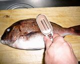 鯛の三枚おろし作り方1写真