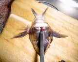 鯛の三枚おろし作り方7写真