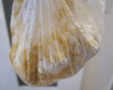 鶏の唐揚げ☆トロトロネギソースかけ！作り方2写真