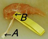 簡単、綺麗、速い、ササミの筋の取り方。作り方4写真