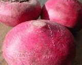 北海道のお母さんの味。重石も樽も要らない「北海紅かぶの味噌漬け」作り方2写真