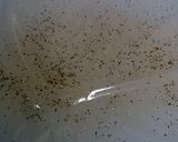ノンノン風☆ジューシーペッパー鶏ハム作り方5写真