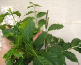 ハ茶芽茶作り方1写真