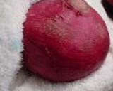 北海道のお母さんの味。重石も樽も要らない「北海紅かぶの味噌漬け」作り方3写真