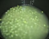 簡単!うすいえんどう豆ごはん。。。♪作り方5写真