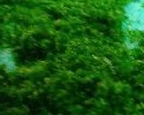 ｶﾚｰ畑のかりふらわー。作り方18写真