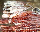 【2月】島らっきょうとシガイのチーズ焼き作り方1写真