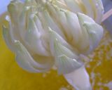 玉ねぎの花揚作り方13写真