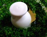 木の芽味噌和え作り方3写真
