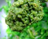 木の芽味噌和え作り方18写真
