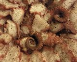 簡単！タコとにんにくのグリル作り方3写真