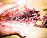 イナダ（ハマチ）の三枚おろし作り方9写真