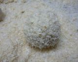 かりかり☆じゃがチーコロッケ作り方9写真
