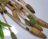 つくしの佃煮作り方1写真