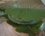 もちもち☆柏餅作り方7写真