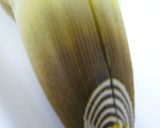 おいしくなる秘訣☆たけのこの下ゆで作り方2写真