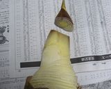 たけのこの保存☆下ゆで＆あくぬき作り方5写真