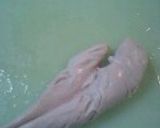 *新玉ねぎのほっこり煮*作り方4写真