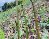 イタドリの下処理作り方1写真