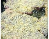 ビーフカツレツ ♪ アンチョビバター ♪作り方8写真