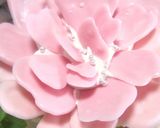 母の日✿簡単！カーネーションのプチケーキ作り方4写真